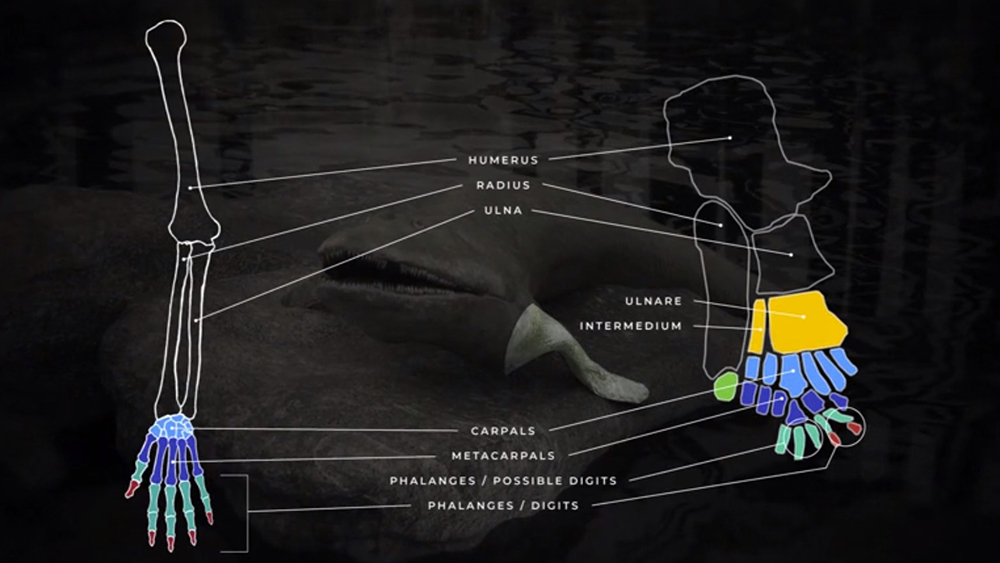 Сравнение человеческой руки и лапки элпистостега. Одинаковым цветом обозначены одинаковые участки.  