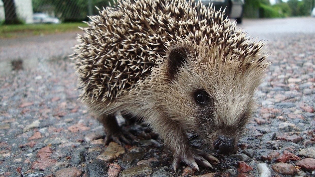 Волонтеры центра «Велес» взяли на попечение осиротевших ежат из Гатчины
