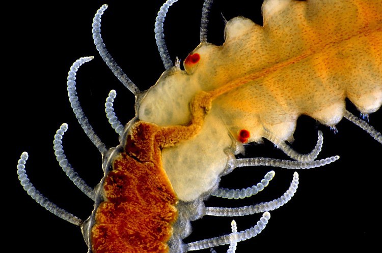 5. Взрослый морской червь микроскоп, факты