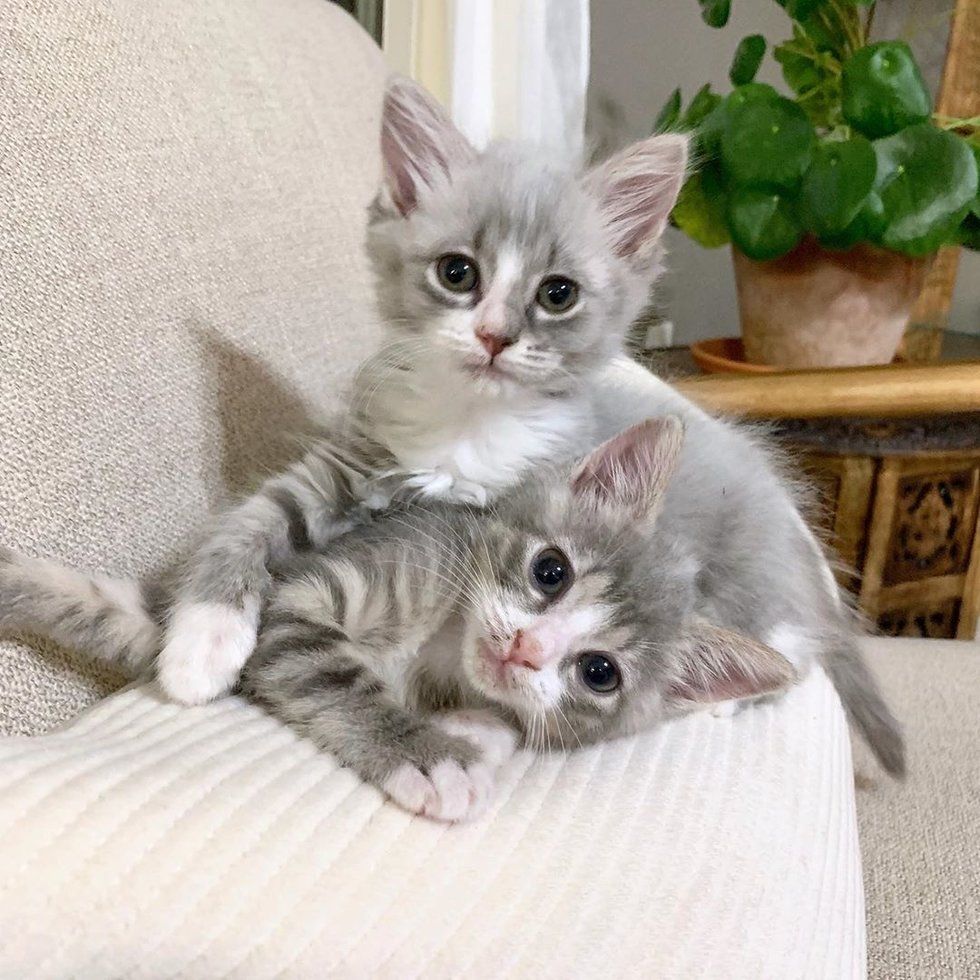 Недоношенные котята, обнявшиеся, чтобы выжить, получили помощь как раз вовремя 