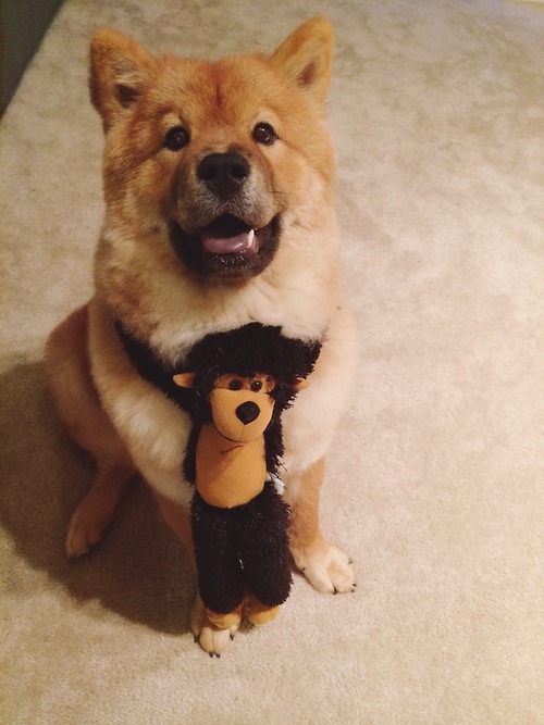 Милые животные и мягкие игрушки 