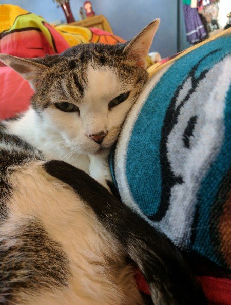 Как выглядят коты, когда стареют картинки,супер