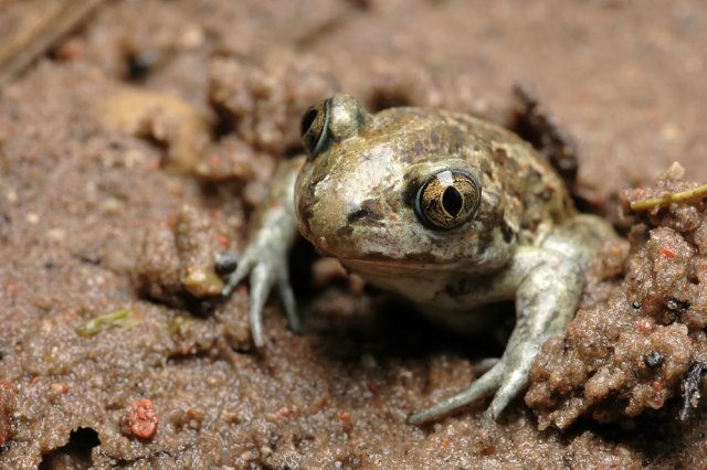 6 видов лягушек, которые живут на вашей даче лягушки, может, могут, лягушка, можно, также, лягушек, более, встретить, России, части, период, жизни, достигать, области, около, время, после, смешанных, размножения