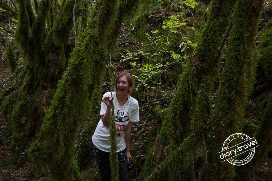 Река Мртвица: каньон, Данилов Мост и сказочный лес Река Мртвица: каньон, Данилов Мост и сказочный лес горы,мртвица,путешествие,река