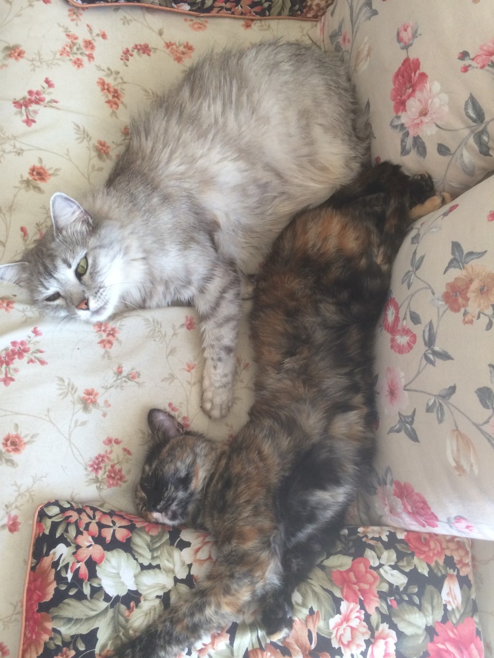 Сосет лапу котенок