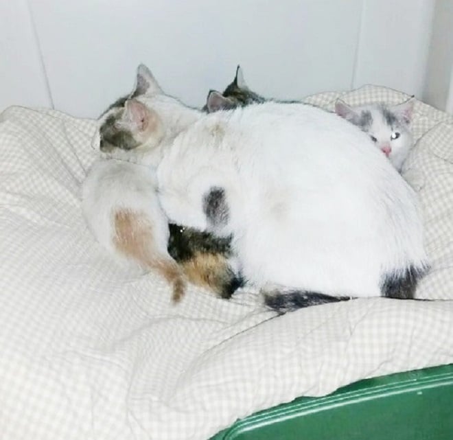 Кошка и котята