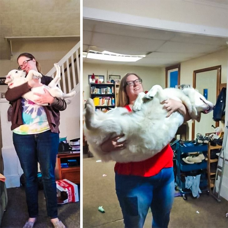 Любителям собакенов: большие собаки созданы для людей с огромным сердцем 