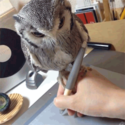 Забавные и позитивные гифки из сети 