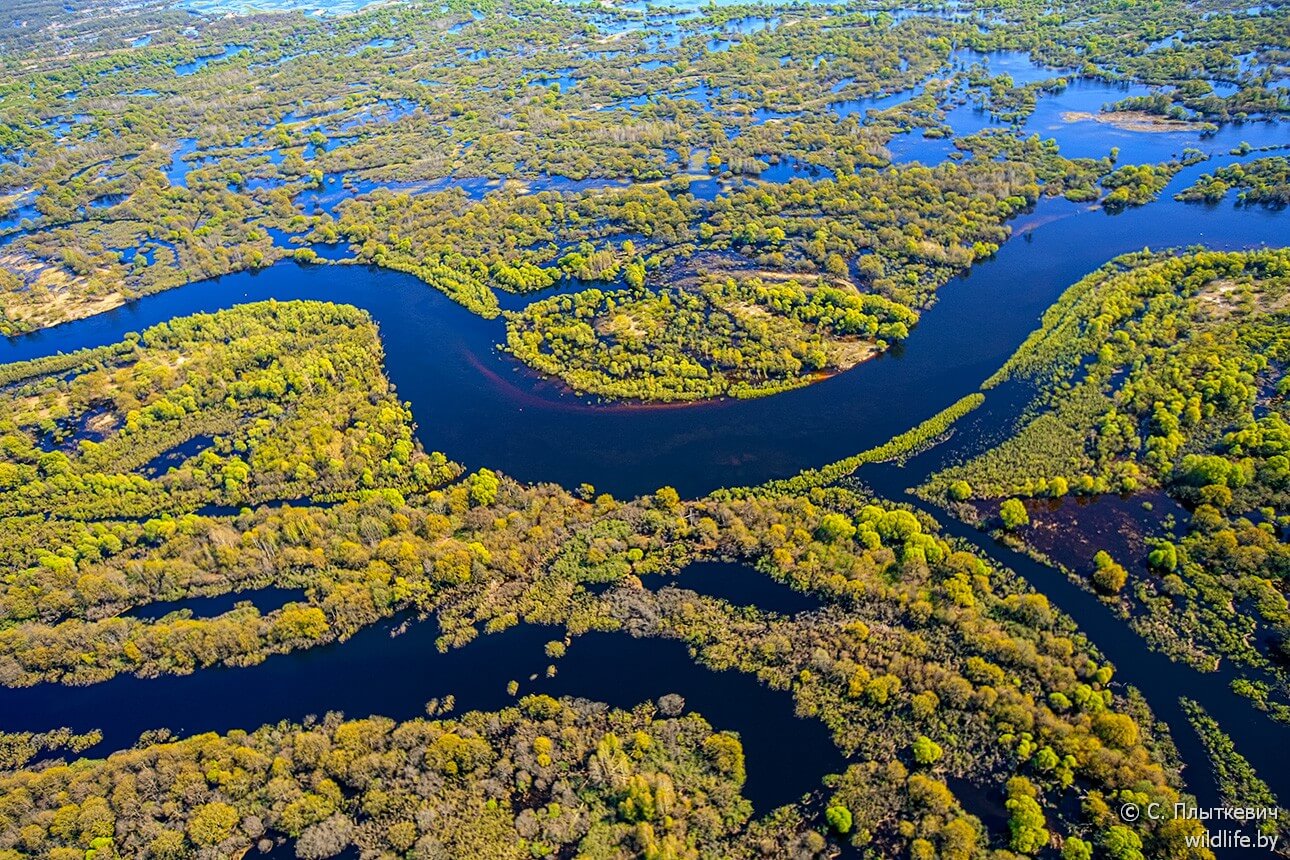 Белорусская «Амазония» удивила иностранцев заграница,путешествие,туризм