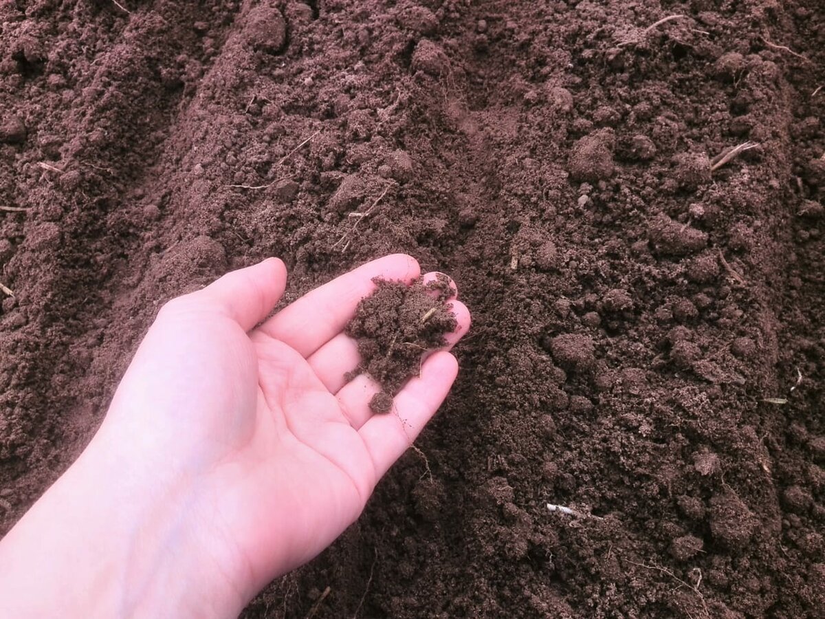 Кислая почва на огороде что делать. Рыхлая почва. Плодородная земля для огорода.. Почва огород. Вскопанная земля.