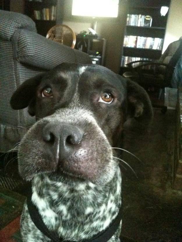 10 собак пожалевших о своей встрече с пчелой истории из жизни