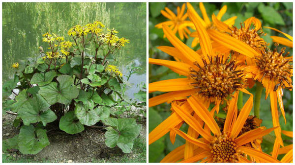 Бузульник зубчатый. Фото с сайта flowers-gardens.net. Его соцветия. Фото с сайта en.wikipedia.org