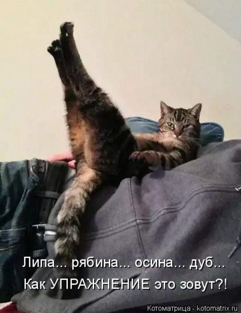 Новая котоматрица (36 фото)