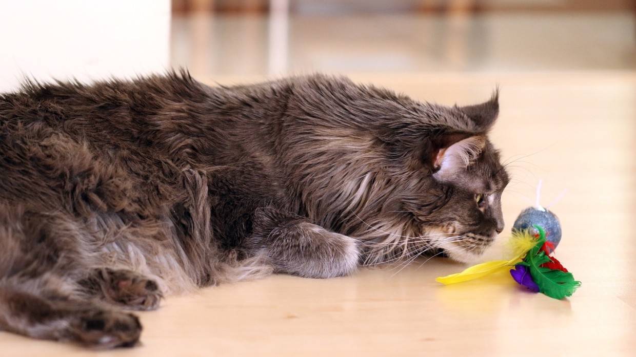 Любвеобильный кот умилил TikTok трогательными объятиями с хозяином