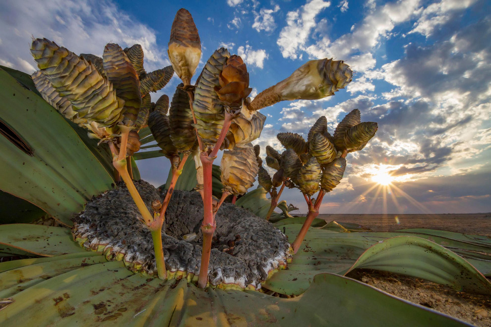 Лучшие фотографии дикой природы Wildlife Photographer of the Year 2018