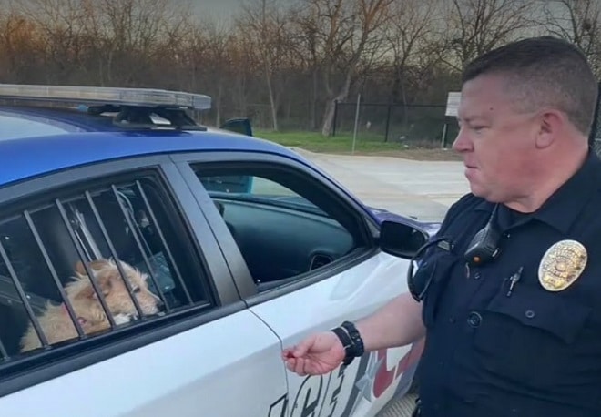 Полисмен и собаки