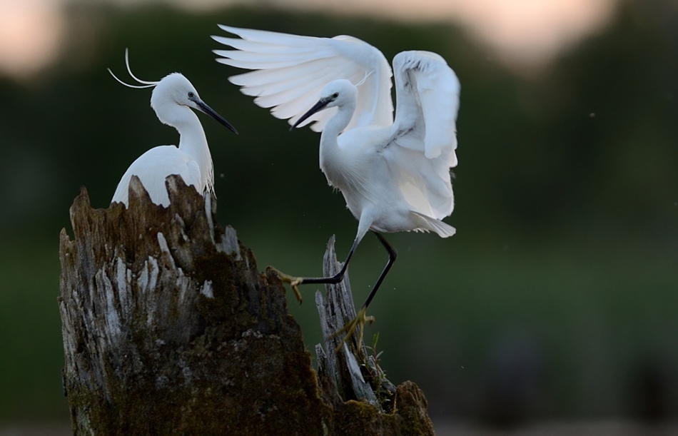 The world of birds Radoslav Tsvetkov 10