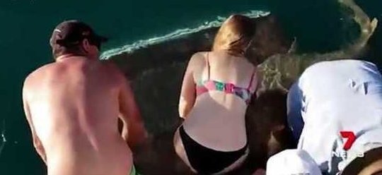 Акула утащила девушку в воду при попытке покормить ее с рук: видео 7 News Perth, Melissa Braning, ynews, акула, видео, кормление с руки, опасно