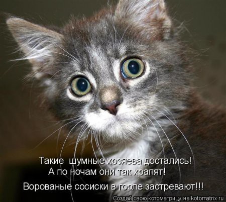 О чем думают коты? Знают только они... демотиваторы, животные, коты, прикол, юмор