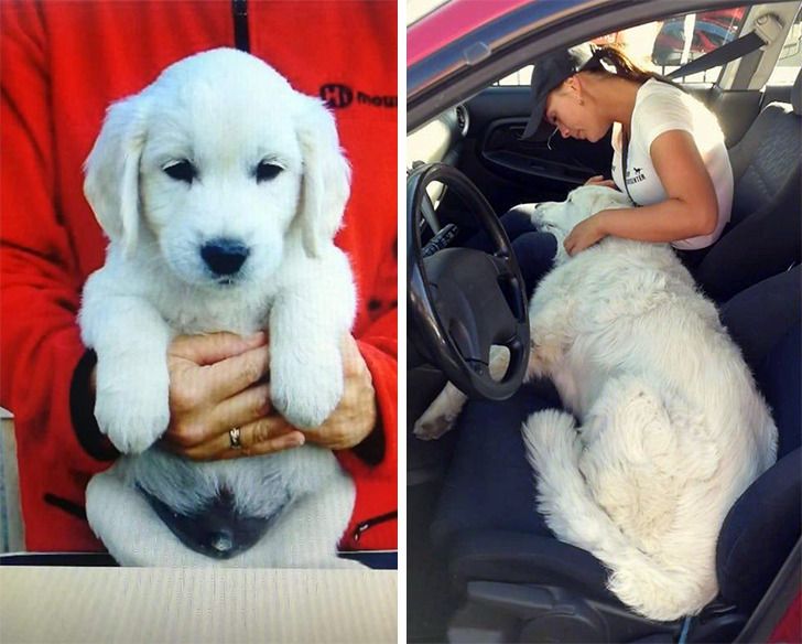 Любителям собакенов: большие собаки созданы для людей с огромным сердцем 