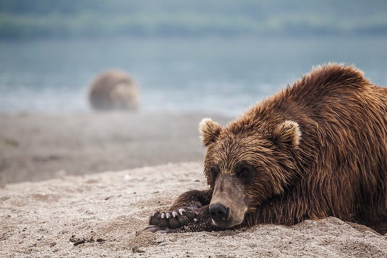 Бурый медведь © Михаил Коростелев 