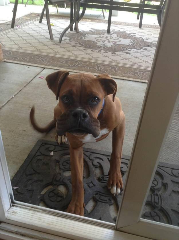 10 собак пожалевших о своей встрече с пчелой истории из жизни