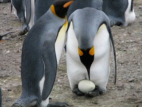 Императорский-пингвин-Описание-и-образ-жизни-императорского-пингвина-5