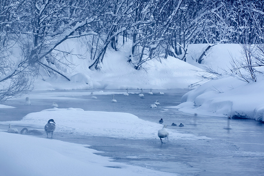 Лебединая Камчатка лебедей, метров, время, когда, других, скрадок, метра, морозы, собираются, чтобы, снега, достаточно, подойти, поэтому, фотографии, замерзает, лебедь, возможность, всегда, назвать