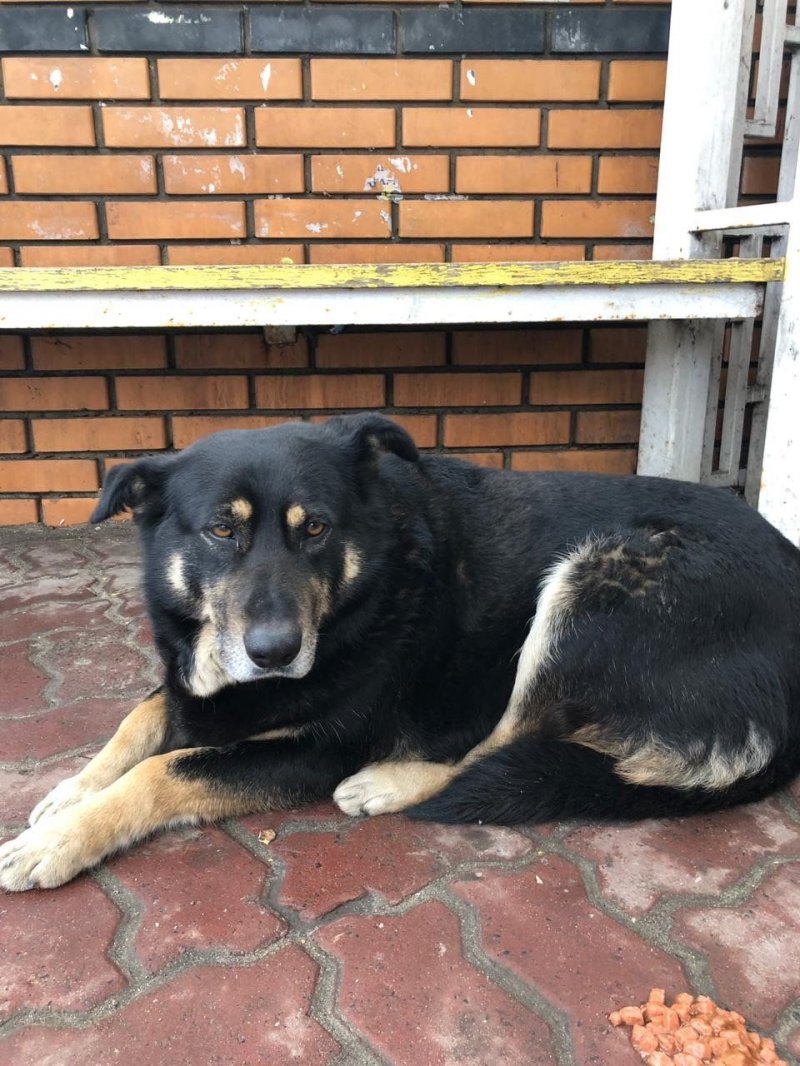 В Курске собака преданно ждёт свою умершую хозяйку преданность, собака, фото