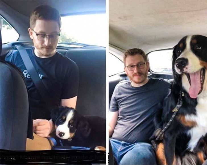 Любителям собакенов: большие собаки созданы для людей с огромным сердцем 