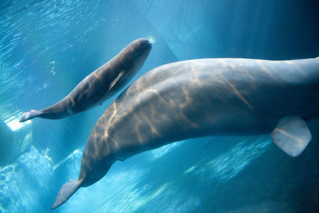 Детёныши и их мамы Детёныши и их мамы животные,интересное,позитив