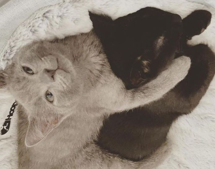 Без кота и жизнь не та