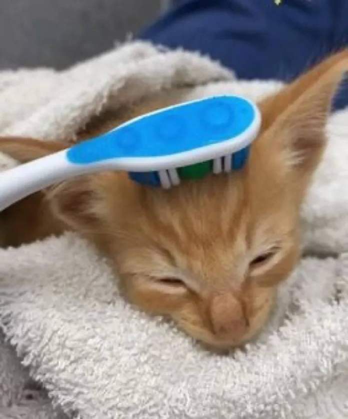 Без кота и жизнь не та