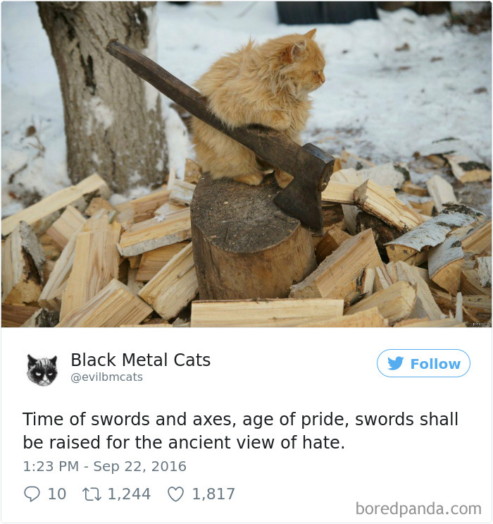 Black-metal-cats-lyrics-tweets