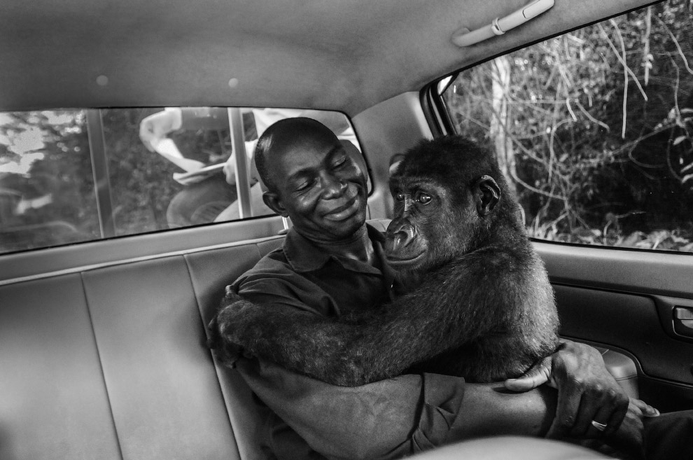 Осиротевшая из-за браконьеров горилла в Камеруне