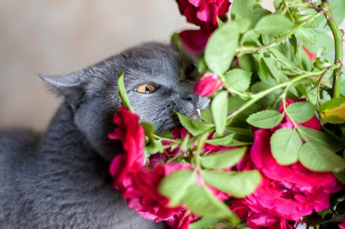 10 «недостатков» британских кошек, о которых часто умалчивают заводчики 10 «недостатков» британских кошек, о которых часто умалчивают заводчики домашние животные,наши любимцы