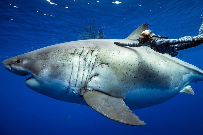 Вид обеих "девушек" в профиль... Великая Белая Акула, акула, наука