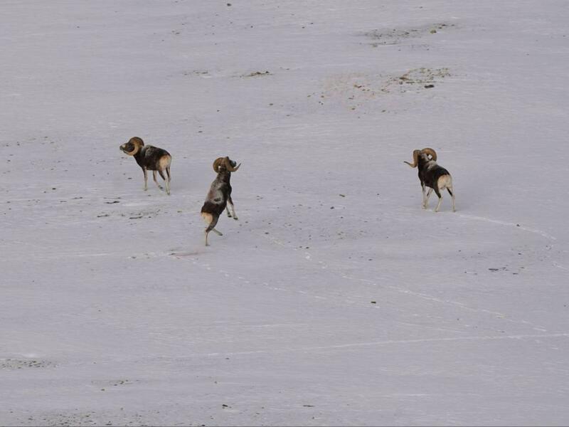 Бараны аргали / Фото: Алексей Кужлеков