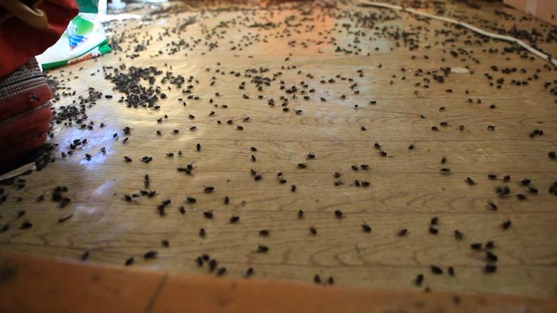 Комары против людей: нас убивают, мы выживаем Комары против людей: нас убивают, мы выживаем геополитика,оружие