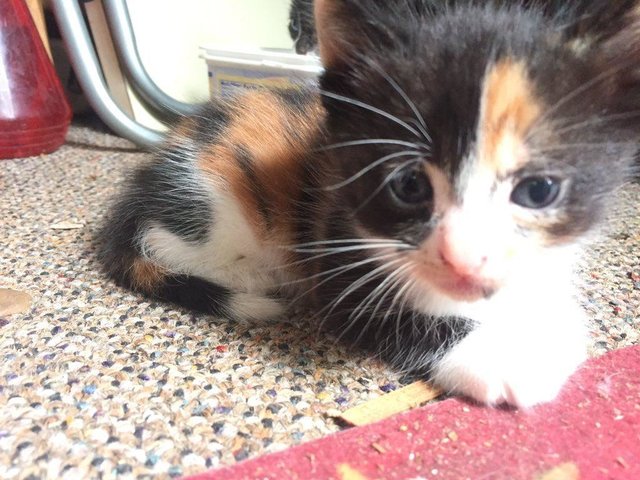 Без кота и жизнь не та