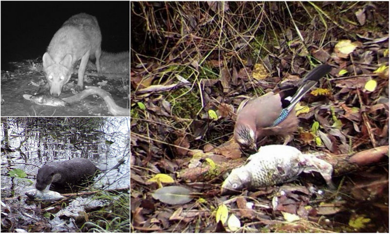Установленные в Чернобыле камеры-ловушки показали, что в Зоне происходит что-то невероятное