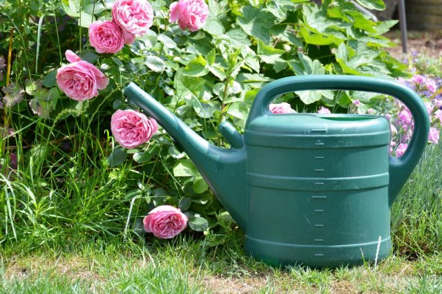 10 правил по-настоящему обильного цветения роз дача,сад и огород,цветоводство