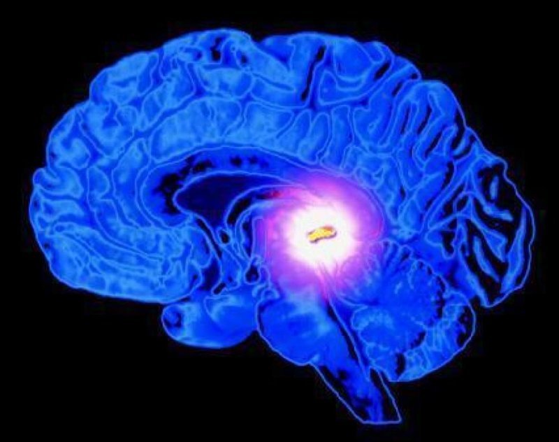 В нашем мозгу есть выключатель открытия, тело, человек