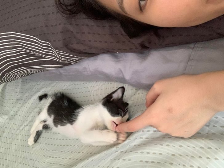 Люди, которые взяли домой котенка и по уши влюбились в это мелкое озорное чудо Люди, которые взяли домой котенка и по уши влюбились в это мелкое озорное чудо