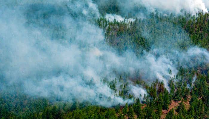 Безумная Грета Безумная Грета геополитика