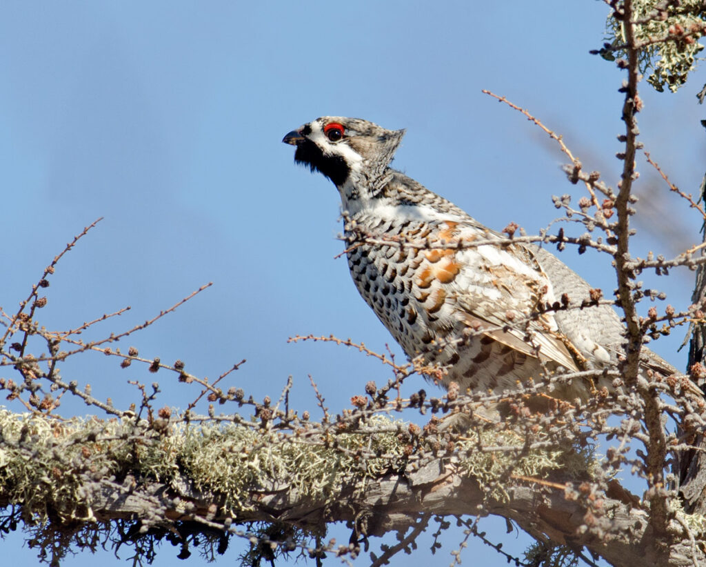 Встречи с дикой природой