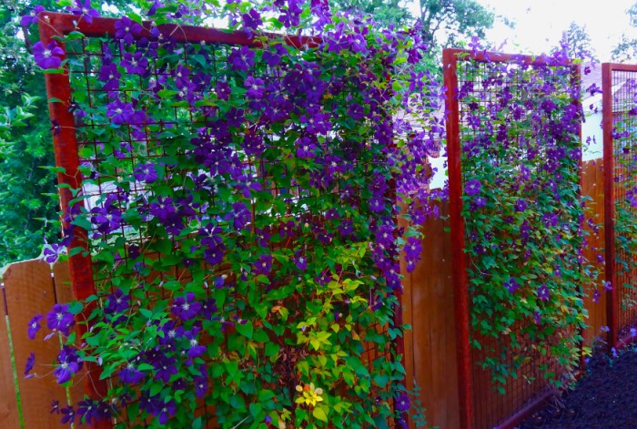 4 варианта, как задекорировать соседский забор, чтобы он перестал мозолить глаза ограждение, можно, забор, растения, чтобы, вариант, однако, рядом, вьющиеся, поскольку, скрыть, вьющимися, всего, растений, хорошо, долго, цветением, ждать, соседский, обильным
