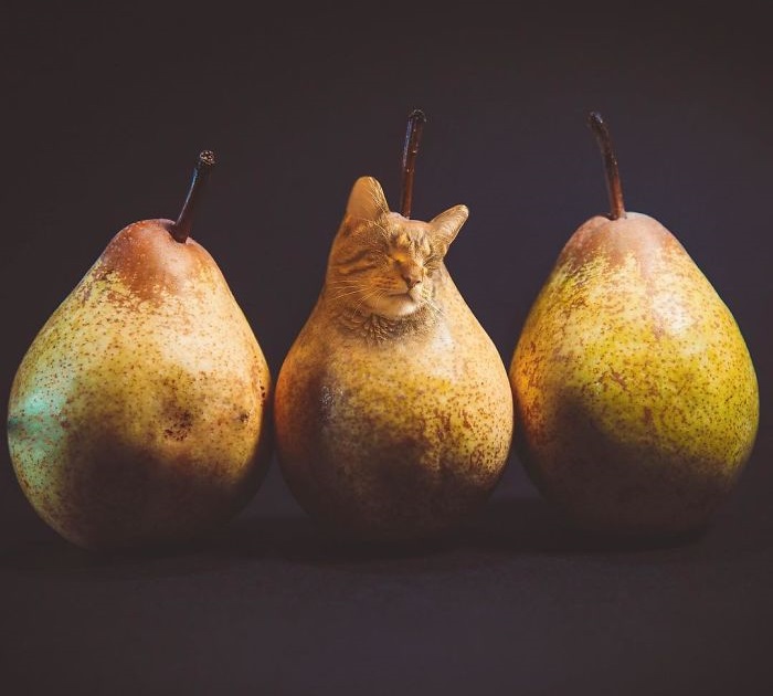 «Коты в еде»: Забавные фотоманипуляций от российской блогерши, покорившие интернет «Коты в еде»: Забавные фотоманипуляций от российской блогерши, покорившие интернет