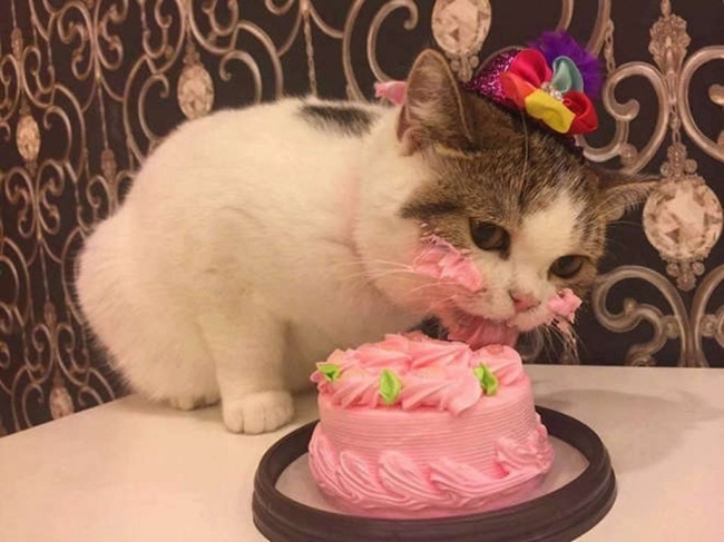 Животные, которые дарят позитив. Только посмотрите!