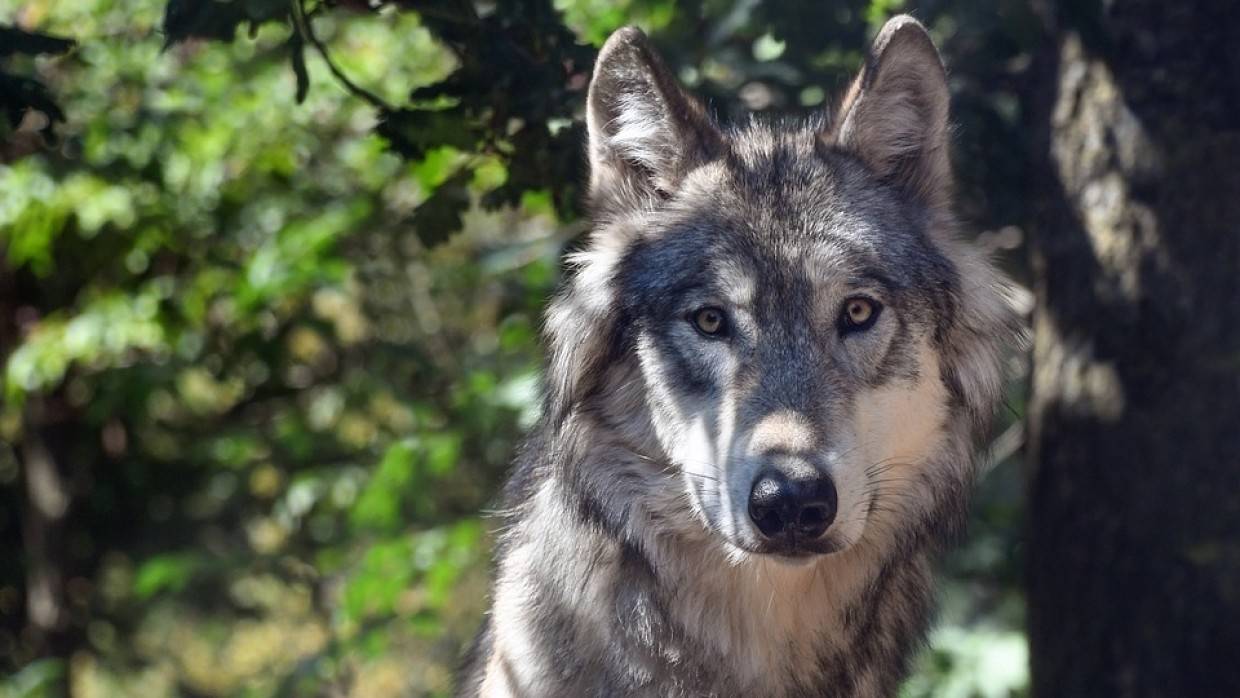 Уборщица защитила собаку от волков с помощью зонта в Омской области